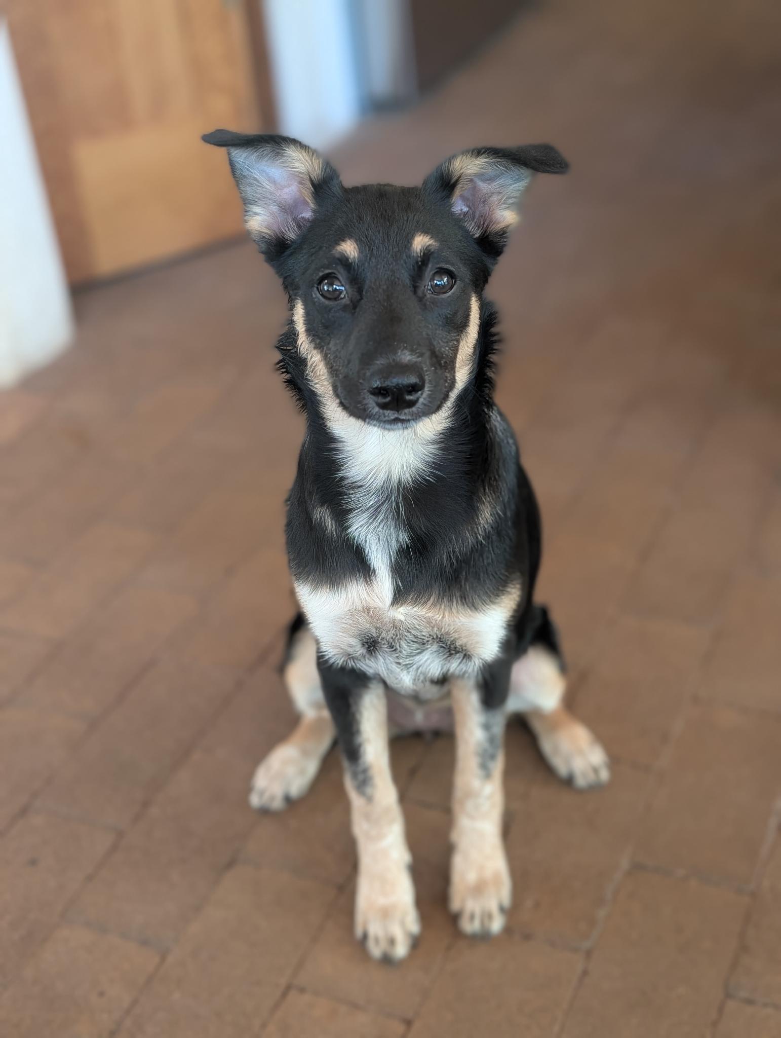Miko, a black-and-tan puppy with a white chest blaze, one ear up and one ear sideways, sitting on brick tile and staring directly at you.