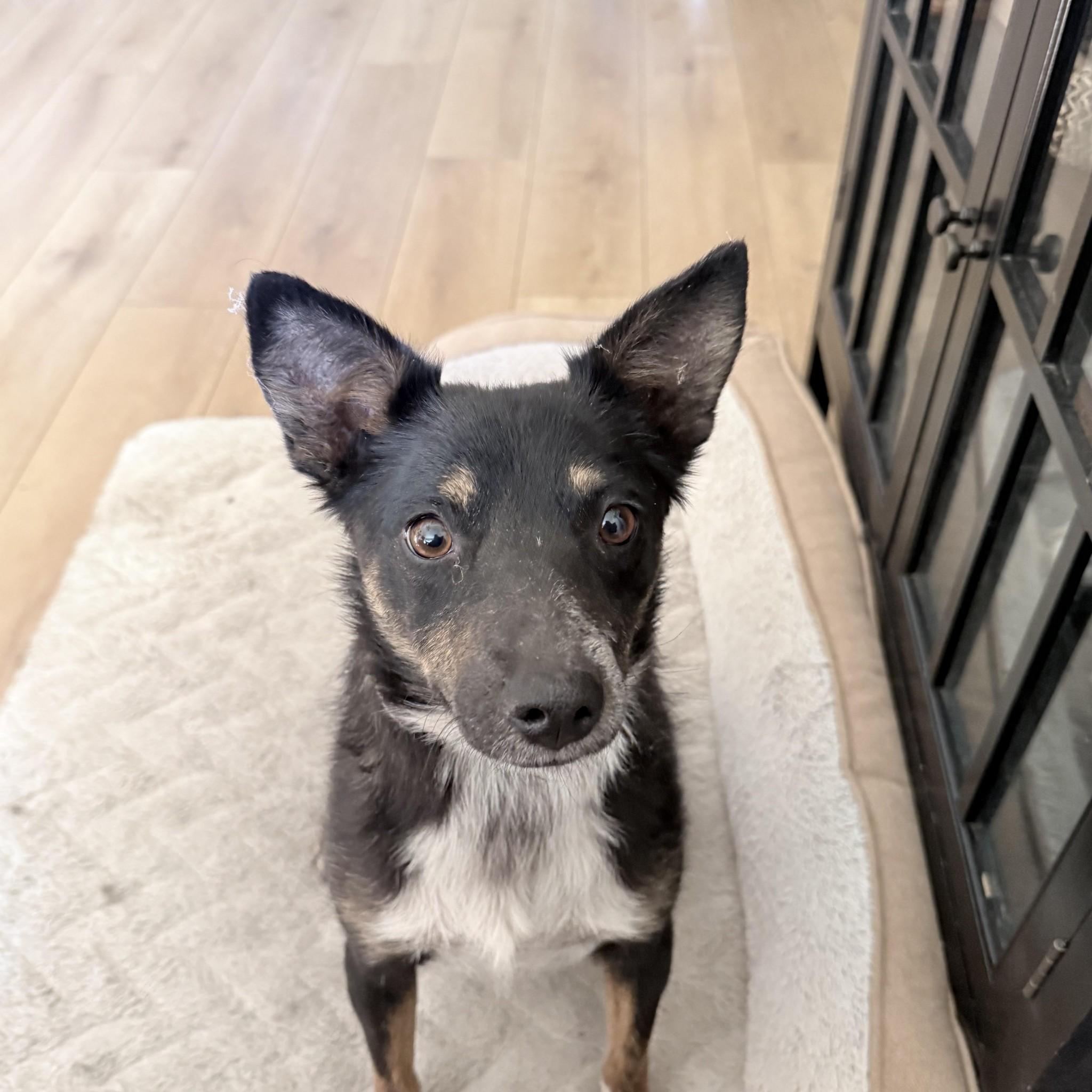 Miko's mother, a lean black-and-tan dog with tall upright ears and a white chest, looking up at the camera.